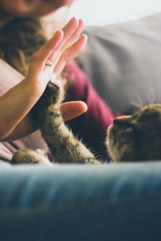 The Pros and Cons of Adding a Family Pet: Making an Informed Decision