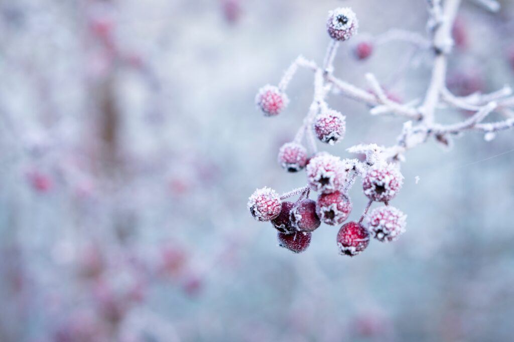Essential Winter Must-Haves