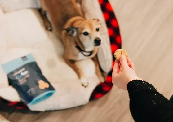 The Best Dog Treats for Dogs,